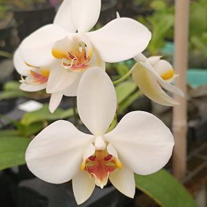 Phalaenopsis aphrodite - Image 2