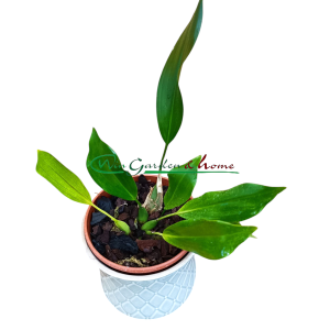 Dendrochilum cobbianum
