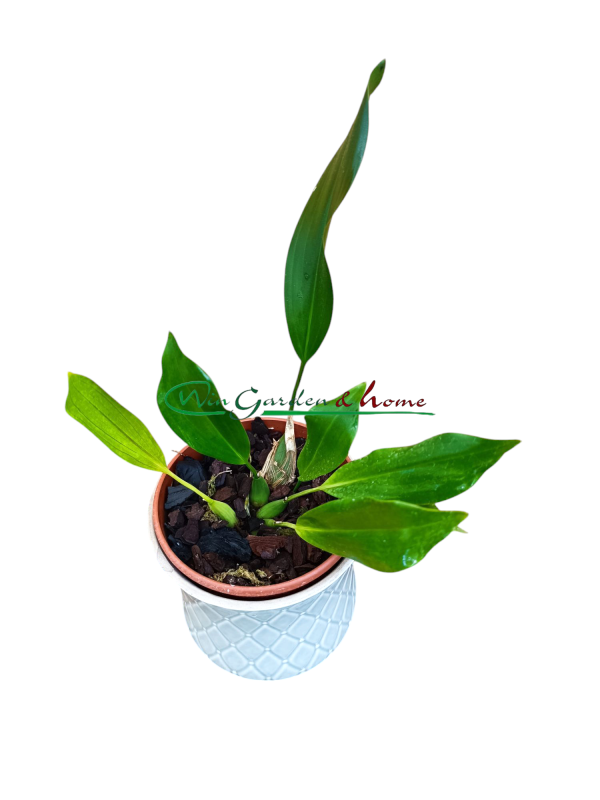 Dendrochilum cobbianum