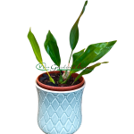 Dendrochilum cobbianum