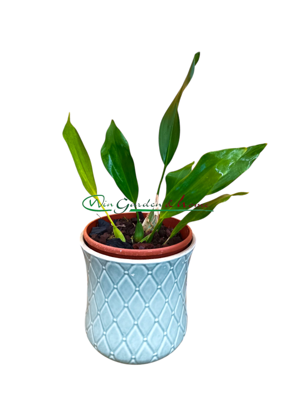 48601 Dendrochilum cobbianum