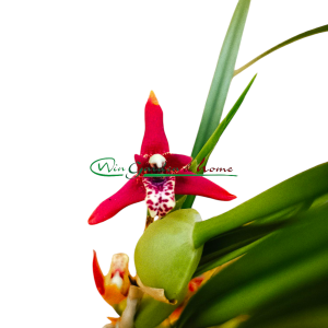 Maxillaria Tenuifolia