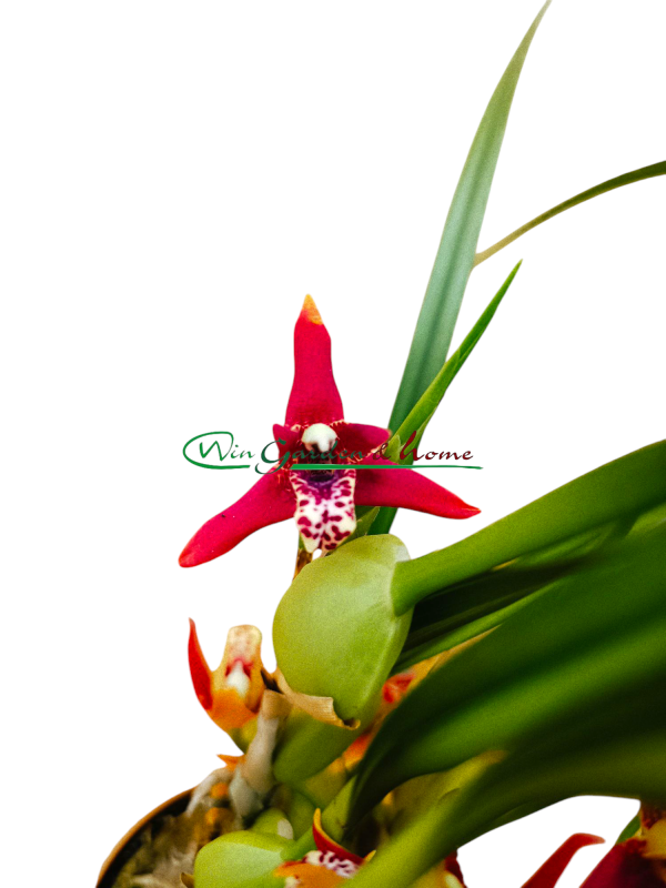 Maxillaria Tenuifolia