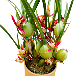 Maxillaria Tenuifolia