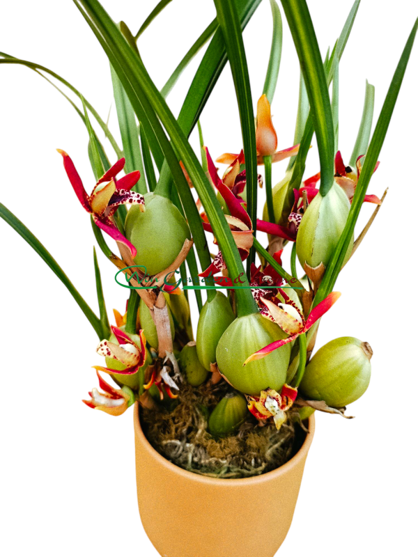 Maxillaria Tenuifolia
