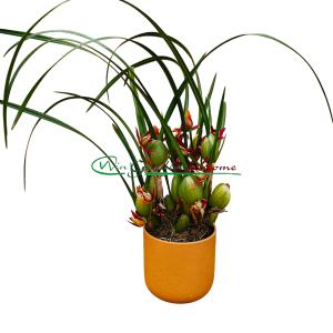 Maxillaria Tenuifolia