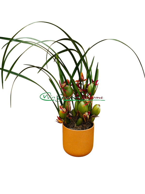 51248 Maxillaria Tenuifolia
