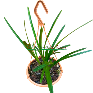 Cymbidium atropurpureum