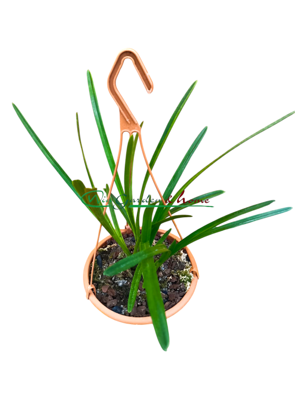 Cymbidium atropurpureum