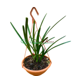 Cymbidium atropurpureum