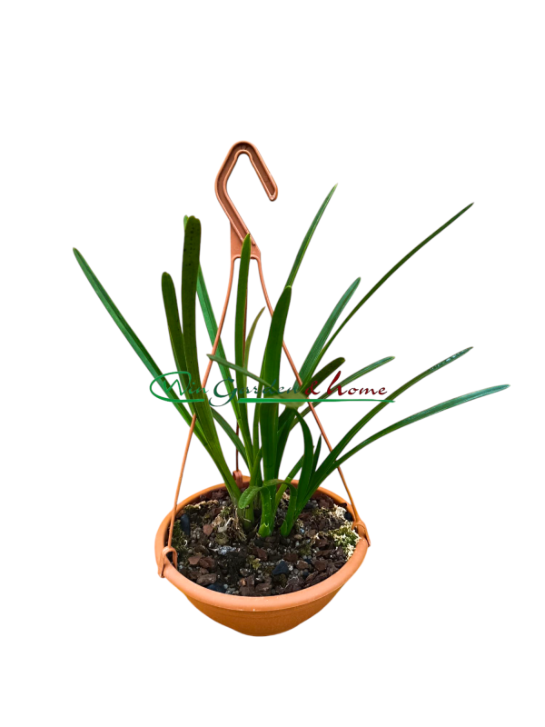 Cymbidium atropurpureum
