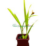 Trigonidium seemanii