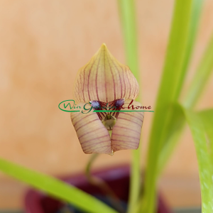 Trigonidium seemanii