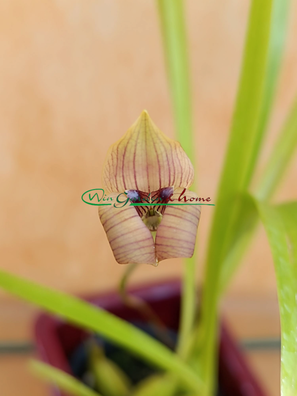 Trigonidium seemanii
