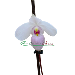 Paphiopedilum delenati rosa