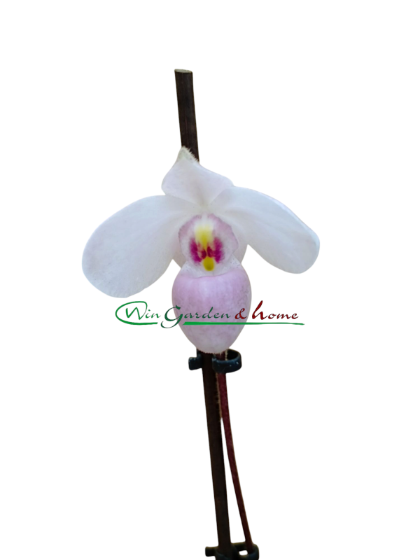 Paphiopedilum delenati rosa