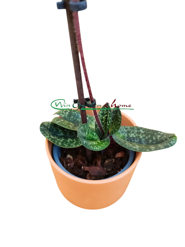 Paphiopedilum delenati rosa