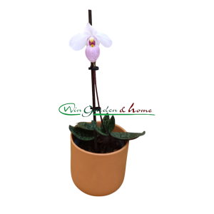 Paphiopedilum delenati rosa