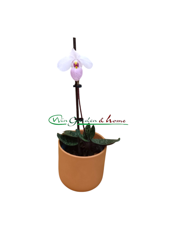 51680 Paphiopedilum delenati rosa