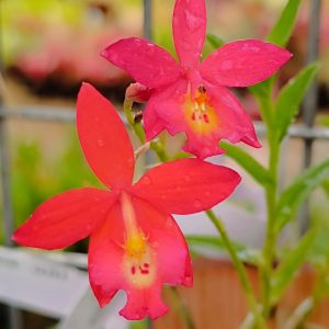 Epiphronitis Veitchii