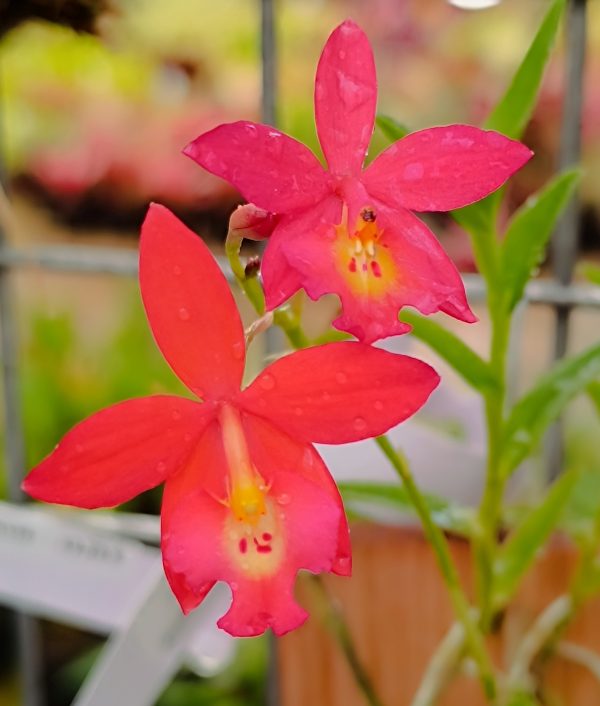 Epiphronitis Veitchii