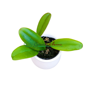 Epidendrum rousseauae