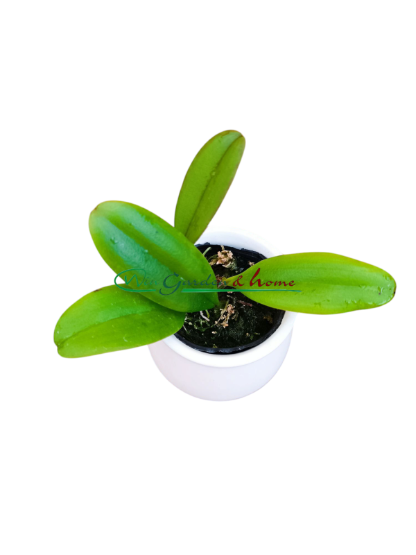 Epidendrum rousseauae