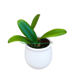 Epidendrum rousseauae