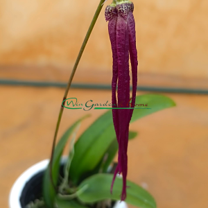 Bulbophyllum jacobsonii - Image 4