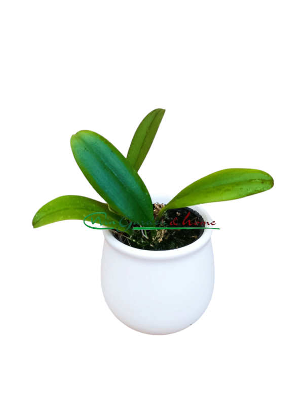 52371 Epidendrum rousseauae