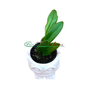 Bulbophyllum jacobsonii var flava