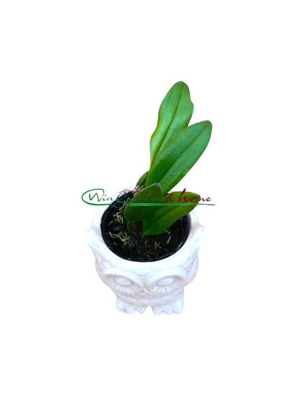 Bulbophyllum jacobsonii var flava