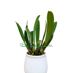 Epidendrum rousseauae