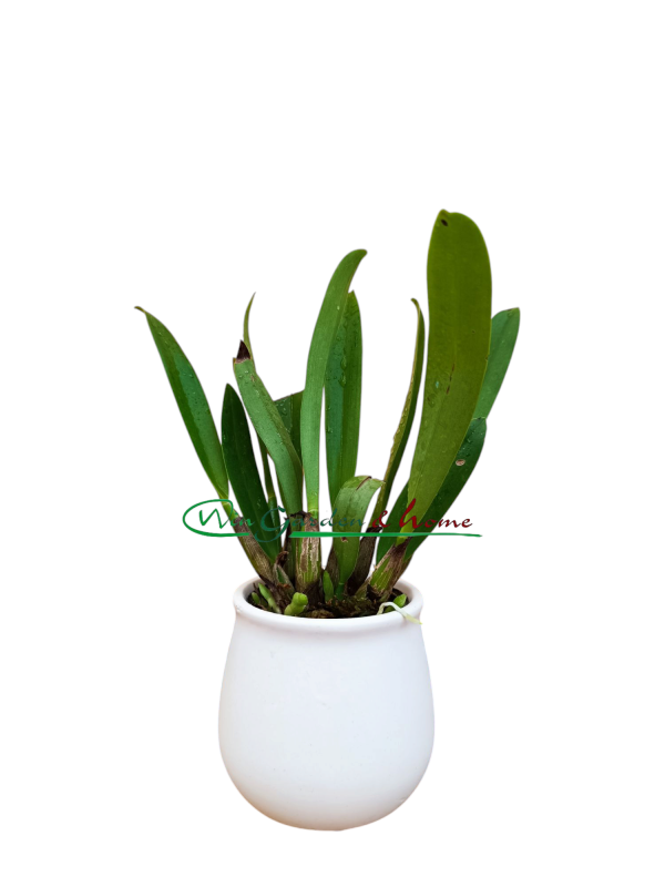 Epidendrum rousseauae