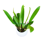 Epidendrum rousseauae
