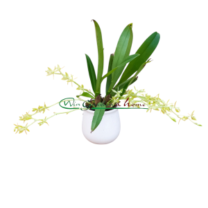 Epidendrum rousseauae - Image 4