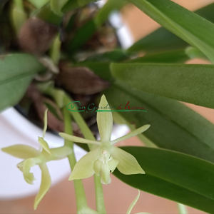 Epidendrum rousseauae - Image 2