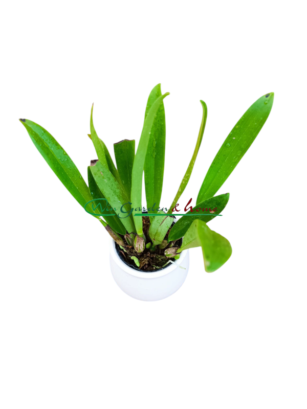 52381 Epidendrum rousseauae
