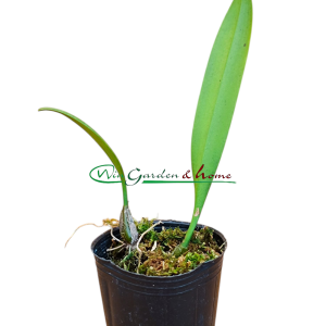 Bulbophyllum medusae