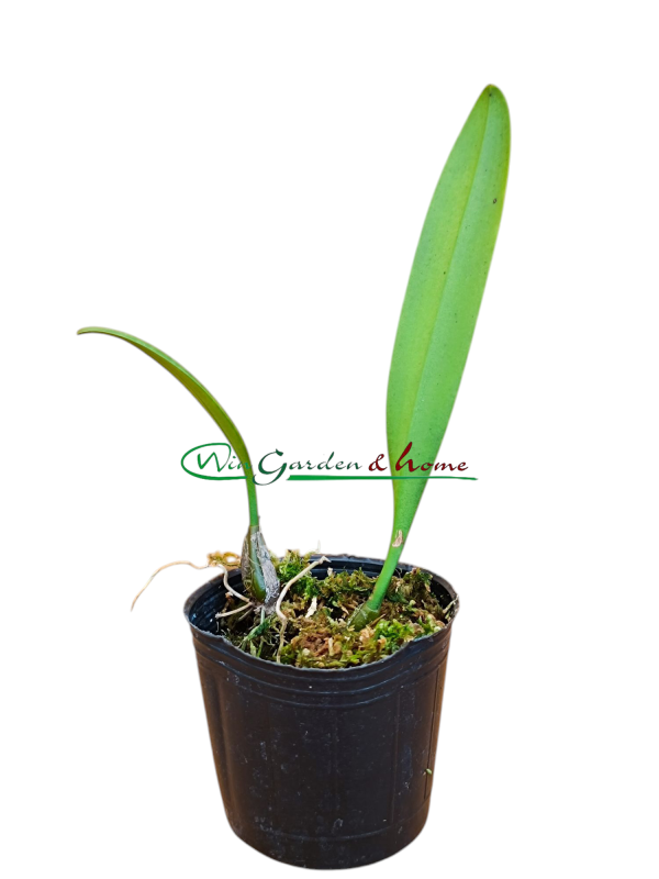 Bulbophyllum medusae
