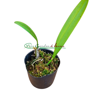 Bulbophyllum medusae