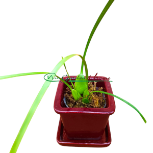 Maxillaria tenuifolia f. albina