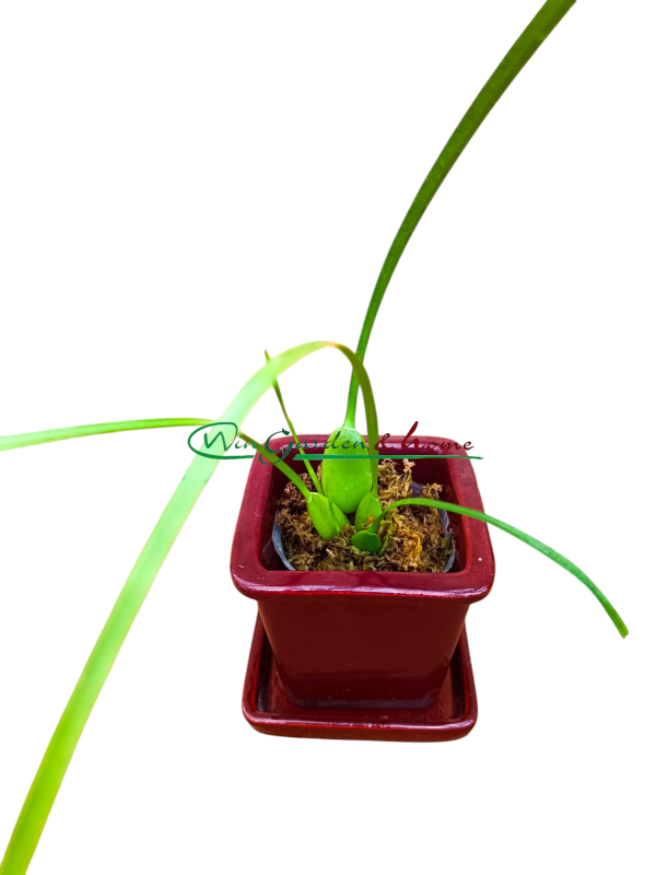 Maxillaria tenuifolia f. albina