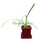 Maxillaria tenuifolia f. albina