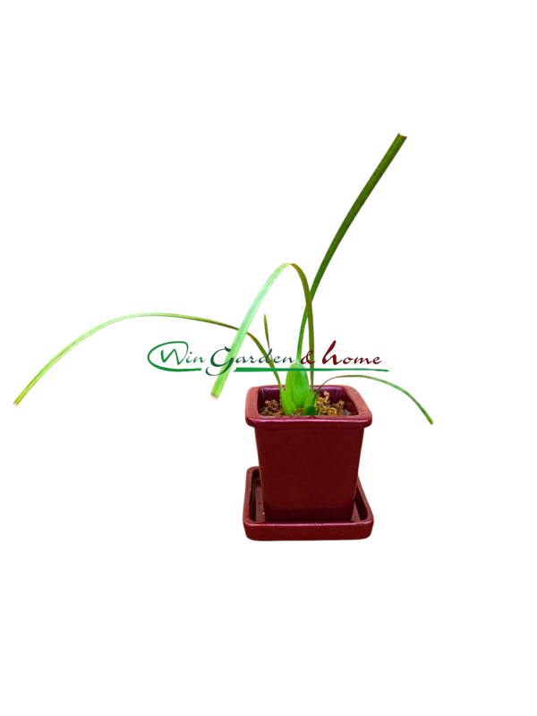 52410 Maxillaria tenuifolia f. albina