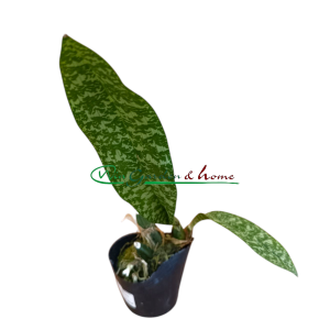 Oeceoclades maculata