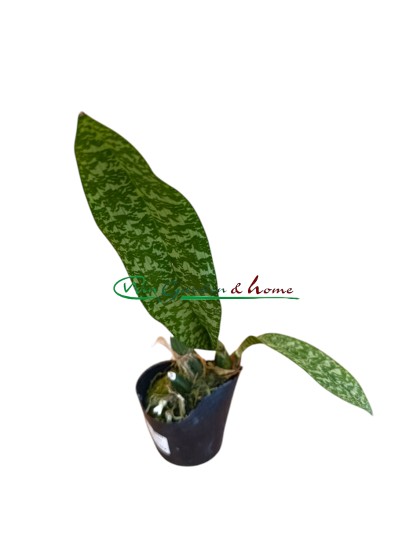 Oeceoclades maculata