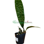 Oeceoclades maculata