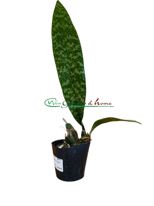 52411 Oeceoclades maculata