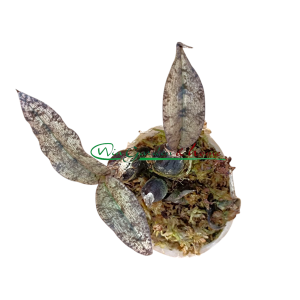 Oeceoclades roseo (variegata)